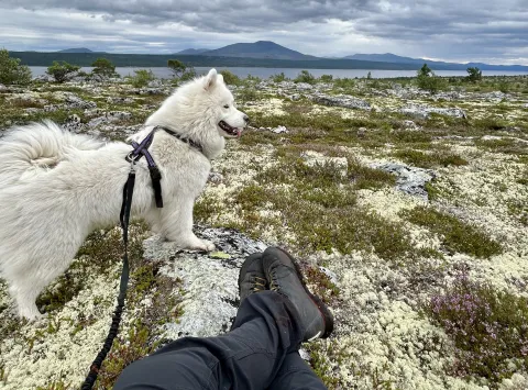 Dog in the Norwegian fjell